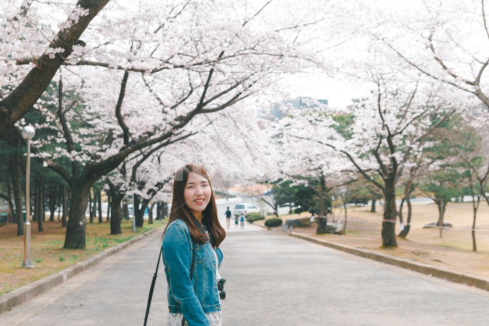 여자,벚꽃,flower,girl,woman,cheeryblossom,portrait,봄,계절,spring,season,사람,인물,인간,human,person,여성,여자,woman,female,lady,sleeve,소매,long sleeve,긴팔