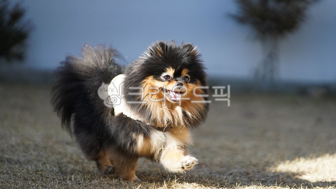 smiling puppy,bright puppy,puppy,joy,grass,happy,pomeranian,run,running puppy,laugh,smile