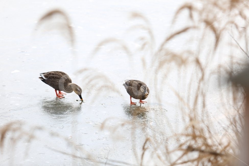 동물,오리,겨울,얼음,부부,겨울,계절,winter,season,동물,animal,조류,새,birds
