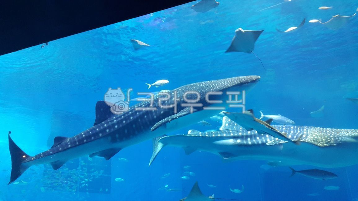 고래,수족관,오키나와,물고기,바다,바다속,추라우미,고래상어