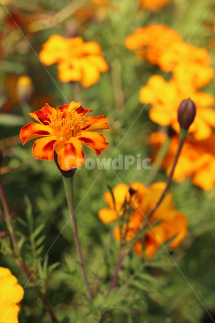plant,식물,가을꽃,주황,골드메리,꽃,flower,식물,자연,plants,nature,꽃,flower