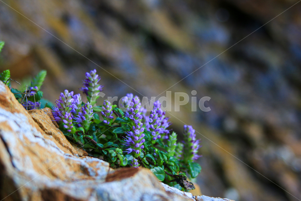 식물,야생화,보라색,바위,꽃,식물,자연,plants,nature,꽃,flower
