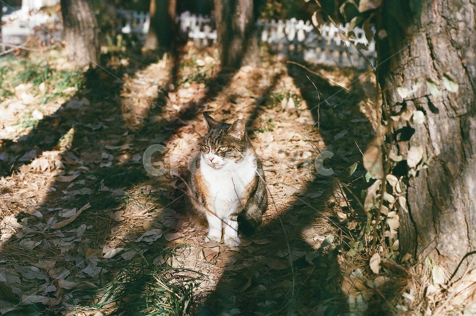 필름사진,고양이,길고양이,놀이터,감성사진,동물,animal,포유류,mammal,고양이,cat,kitten,kitty