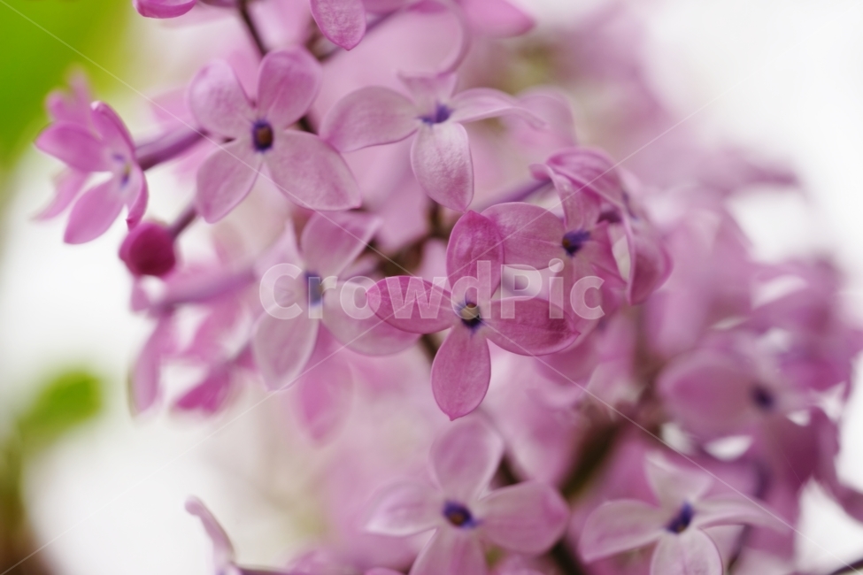 라일락,수수꽃다리,물푸레나무과,식물,봄,식물,자연,plants,nature,꽃,flower