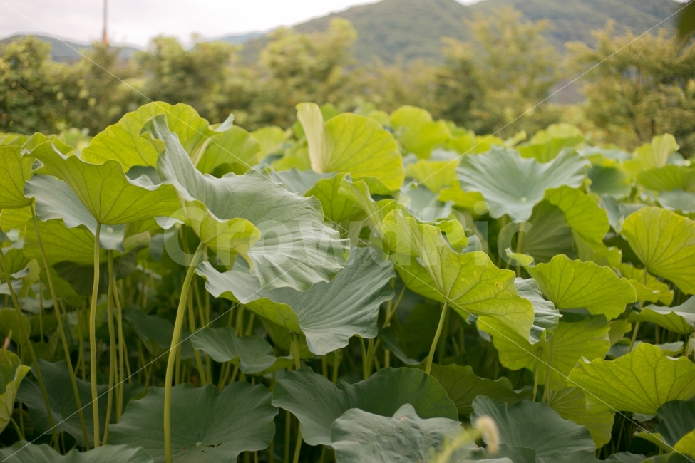 식물,풀,연,풍경,녹색,식물,자연,plants,nature