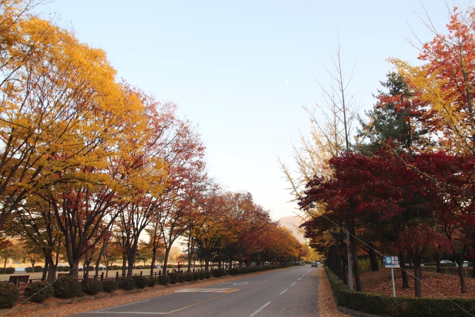 가을,낙엽,공원,나무,풍경,가을,계절,fall,autumn,season,tree,plant,식물,asphalt,아스팔트