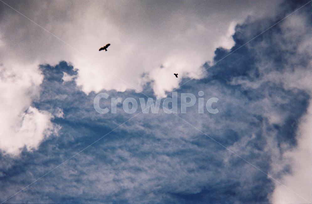 하늘,구름,새,sky,cloud,birds,필름카메라,자연,풍경,nature,landscape,animal,동물,bird,flying,나는