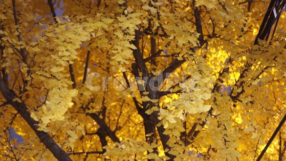 가을,은행,은행나무,노란,밤,가을,계절,fall,autumn,season,식물,자연,plants,nature,나무,trees,wood,leaf,잎,plant,tree,maple,단풍