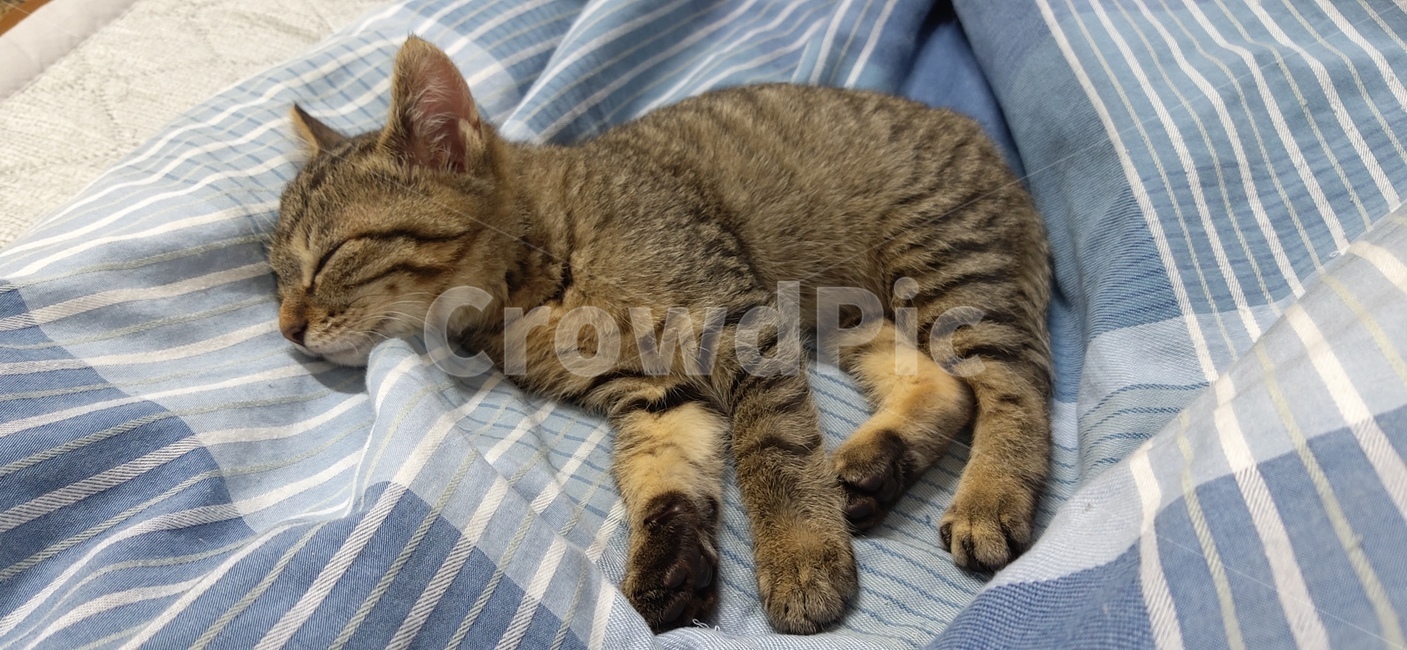 animal,동물,cat,고양이,kitty,동물,animal,포유류,mammal,고양이,cat,kitten,kitty