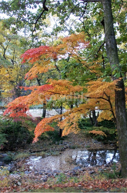 가을,단풍,나무,식물,자연,계곡물,그림자,자연풍경,감성,예쁨,아름다움,nature,autumn,trees,낙엽,가을,계절,fall,autumn,season,tree,plant