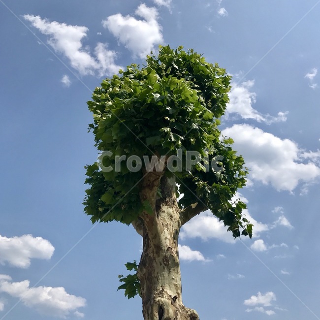 plant,식물,tree,나무,treetrunk,나무줄기