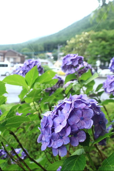 수국,이슬,보라색,보라,꽃,아침,풀,근접,싱그러운,식물,자연,plants,nature,꽃,flower