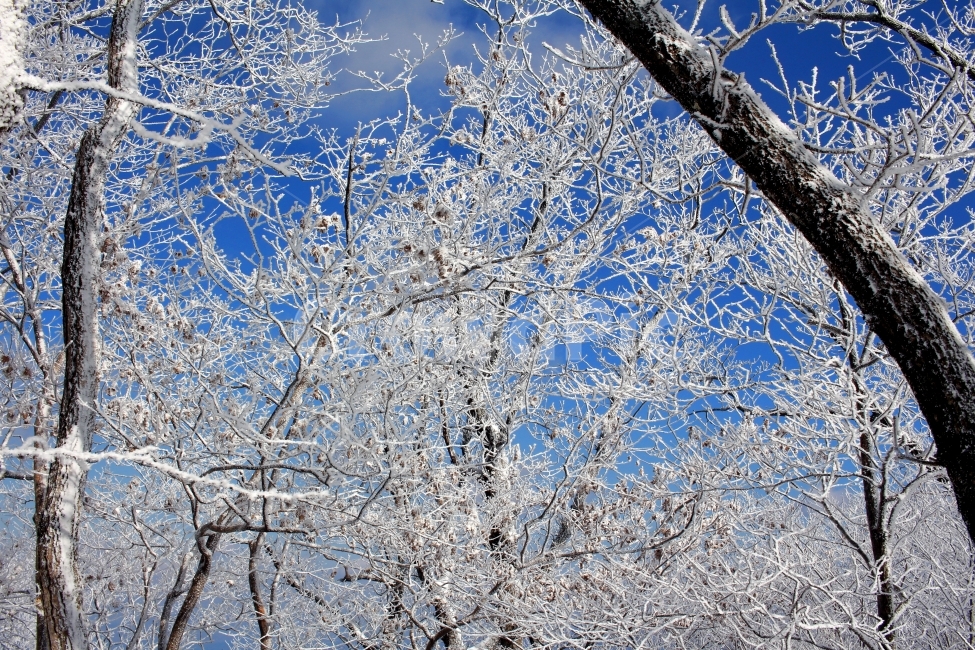 풍경,눈,눈꽃,자연,나무,겨울,나뭇가지,계절,winter,season,식물,plants,nature,함박눈,설경,겨울풍경,landscape,산,눈내리는날,한국,눈풍경,자연풍경,느낌,12월,등산,sensible,feeling,emotion,여행,하늘,산책,겨울산,들판,겨울,계절,winter,season,식물,자연,plants,nature,나무,trees,wood