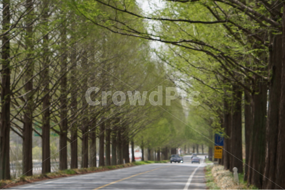 메타세콰이어나무,가로수,초록,풍경,봄,나무,자연,풍경,nature,landscape,한국자연풍경,한국자연경관,korea nature landscape,식물,plants,나무,trees,wood,road,도로,car,차,vehicle,차량,automobile,자동차,transportation,교통