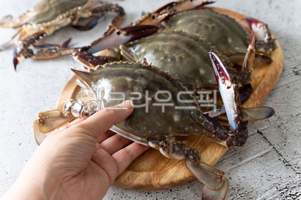 꽃게, 활꽃게, 게, 수산물, 갑각류, 사진,이미지,일러스트,캘리그라피 - 돌프작가