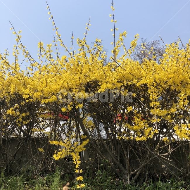 개나리,꽃,노란색,하늘,자연,식물,자연,plants,nature,꽃,flower