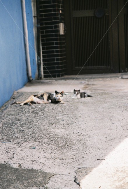 길고양이,모녀,고양이,새끼고양이,cat,모성애,골목길,alley,동물,animal,포유류,mammal,고양이,cat,kitten,kitty,감성,sensible,feeling
