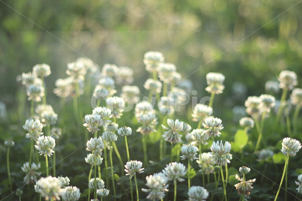토끼풀,흰색,행운,맑음,봄,식물,자연,plants,nature,꽃,flower