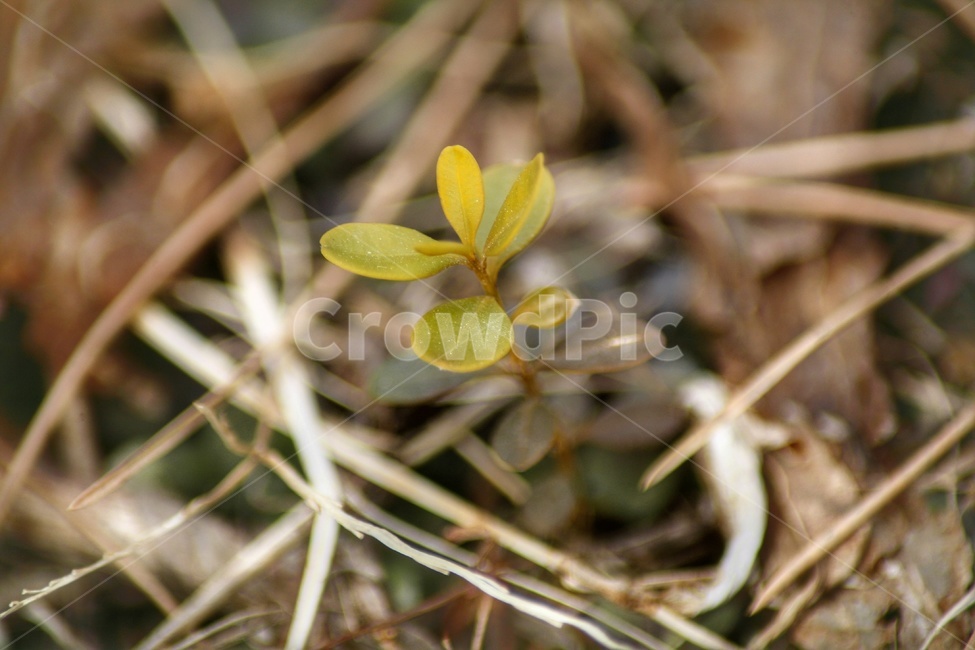잡초,식물,접사,풀,자연,야외,plants,nature,식물,자연,plants,nature