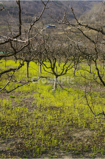 사과나무,사과밭,나무,풀,풀밭,작은꽃,초록빛,과수원,초록,자연,풍경,nature,landscape,식물,plants,나무,trees,wood,field,들,grassland,목초지,outdoors,옥외,tree,plant