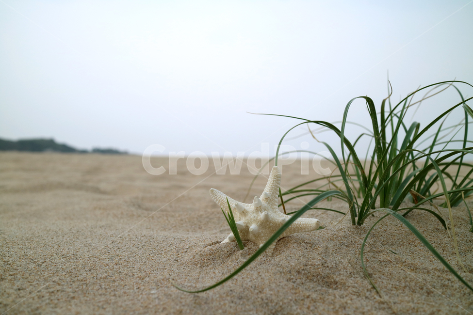 해변,모래사장,여름,불가사리,풀,자연,계절,휴가,휴양,휴양지,해수욕장,바캉스,해변,바다,beach,sea