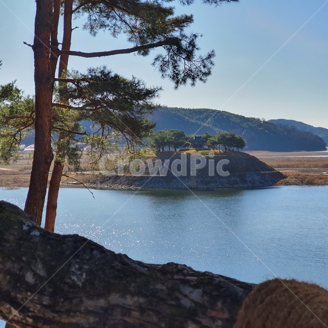 소나무,도산서원,안동호,pinetree,dam