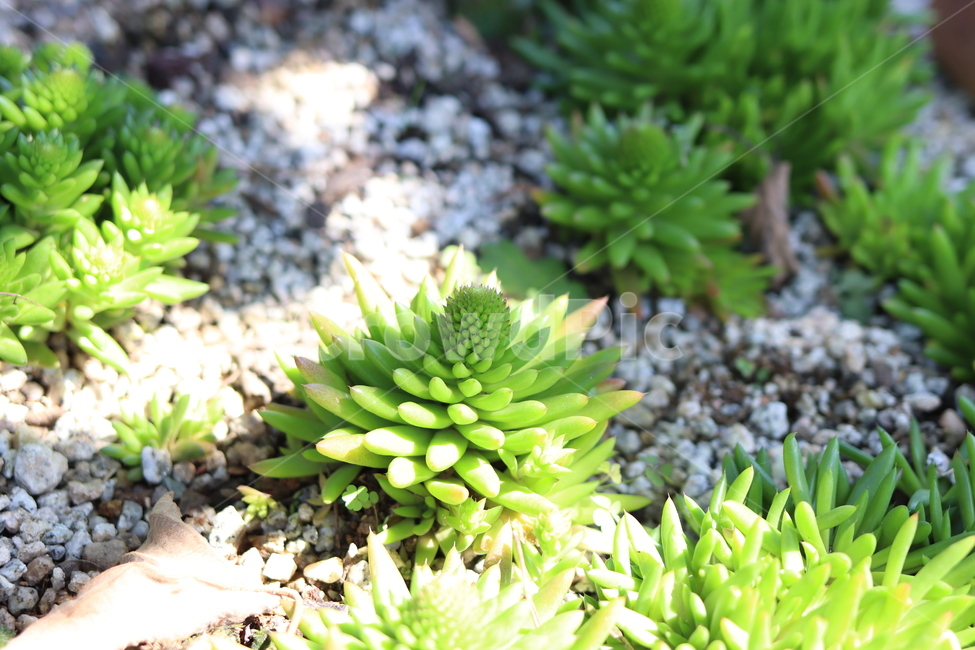 다육식물,다육,succulentplant,plant,식물,선인장,사막,건조,잎,줄기,화단,자갈,취미,장식,재배,정원,다육이,실내용화초,화분,화초,house plant