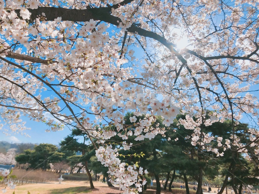 벚꽃,꽃,봄꽃,봄,식물,나무,벚꽃나무