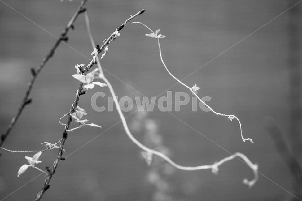 식물,넝쿨,줄기,자연,감성,식물,자연,plants,nature,흑백,모노톤,monochrome,black and white