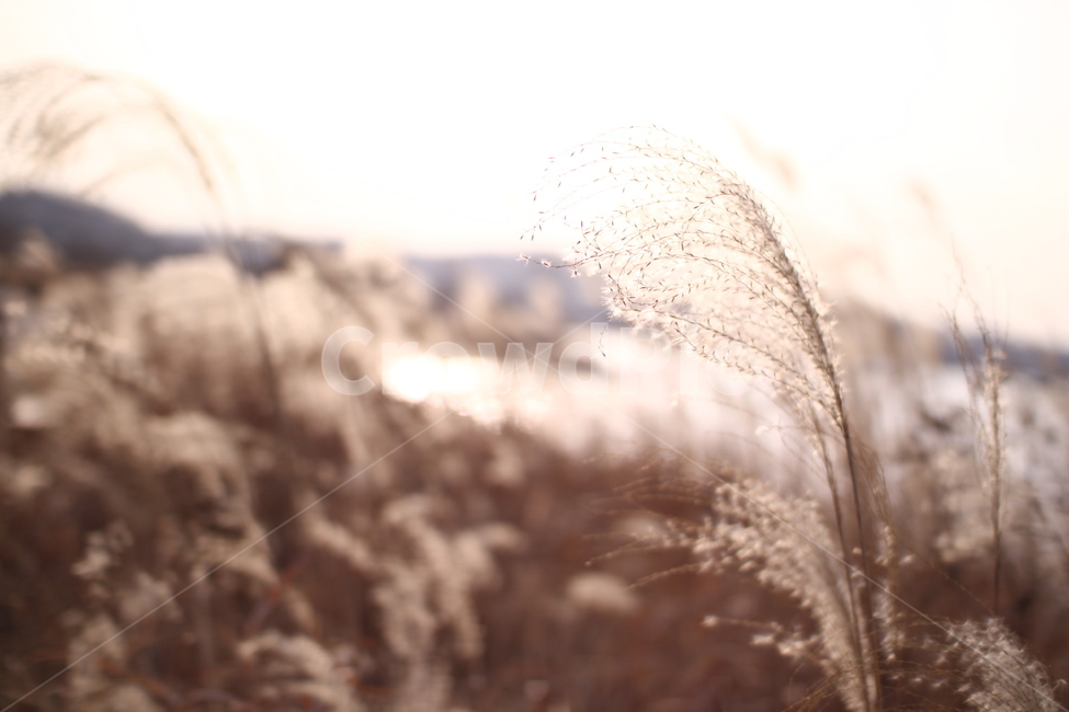 가을,갈대밭,갈대,따듯함,감성,식물,자연,nature,sensible,feeling,가을,계절,fall,autumn,season,grass,잔디,plant,lawn,reed