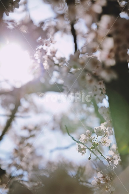 벚꽃,벚나무,cherryblossoms,flower,pink,tree,봄꽃