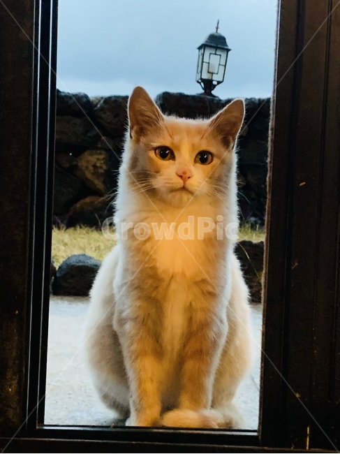 길고양이,고양이,카페,동물,길냥이,동물,animal,포유류,mammal,고양이,cat,kitten,kitty
