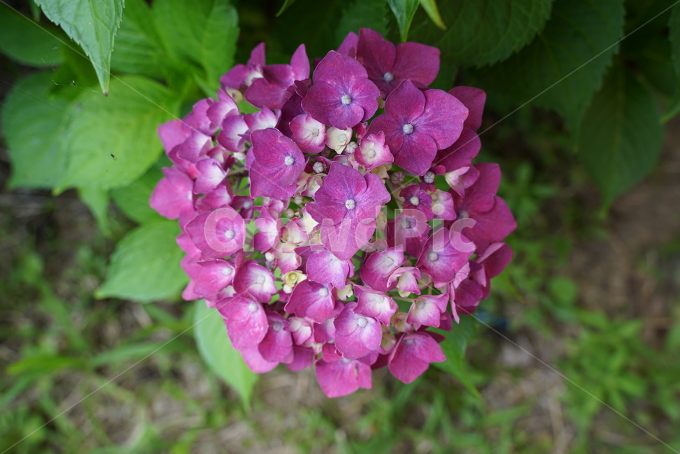 neutering,rosewood,hydrangea flower,dicotyledonous plant,plant,deciduous shrub,hydrangea,Department of otology