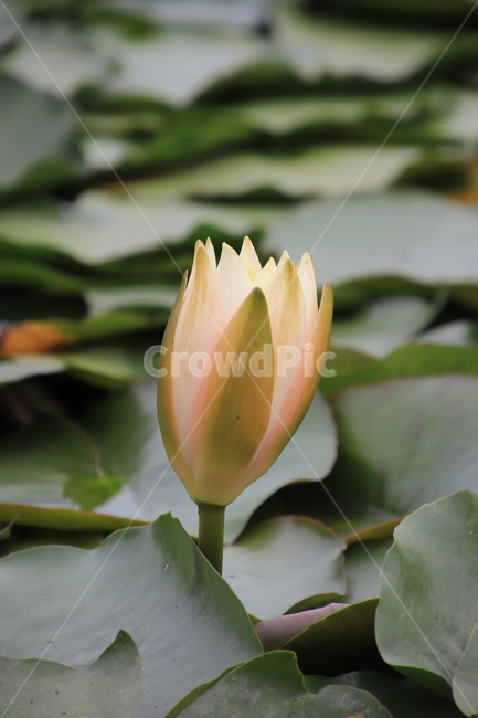 꽃,식물,연꽃,수련,여름,식물,자연,plants,nature,꽃,flower