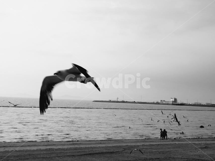 연인,갈매기,대부도,바다,해변,동물,animal,조류,새,birds,흑백,모노톤,monochrome,black and white