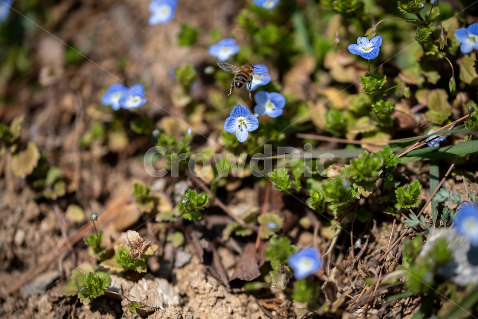 봄까치꽃,꽃,개불알꽃,큰개불알꽃,잔디꽃,봄꽃,풀꽃,식물,자연,plants,nature,꽃,flower,동물,animal,곤충,벌레,insect,bug