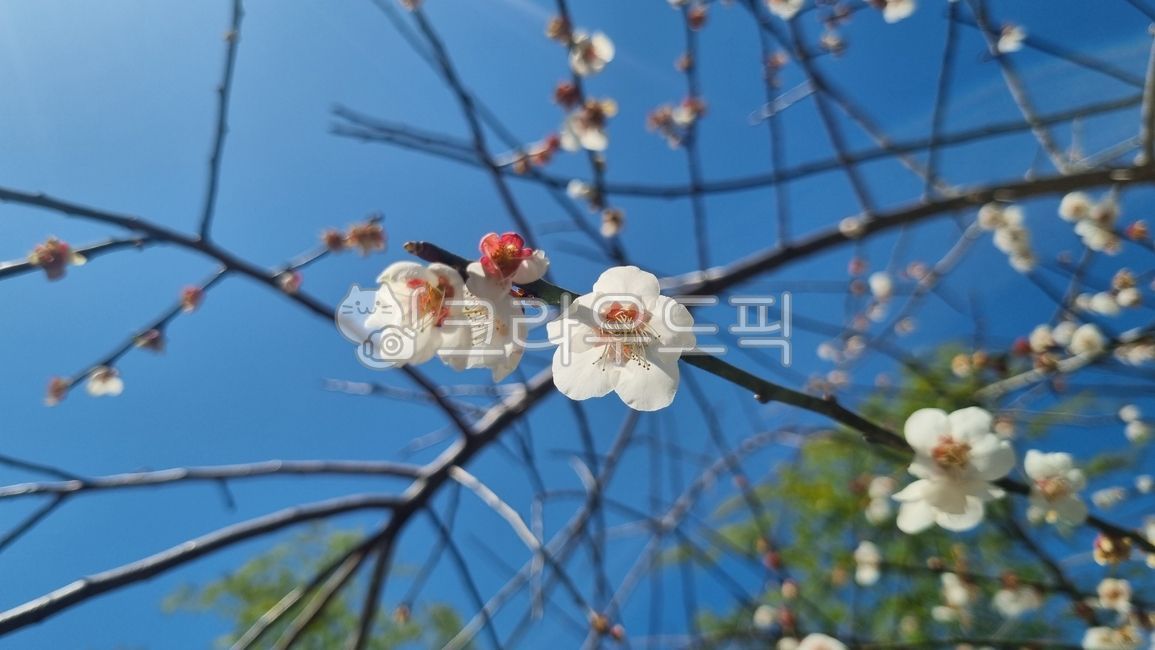 sky,blue sky,nature,clear sky,tree,flower,spring flowers,spring,flowers in full bloom,plum blossom