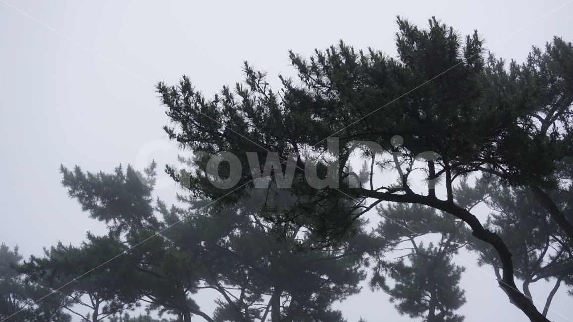 소나무,안개,솔잎,하늘,나무가지,여행,자연,tree,식물,자연,plants,nature
