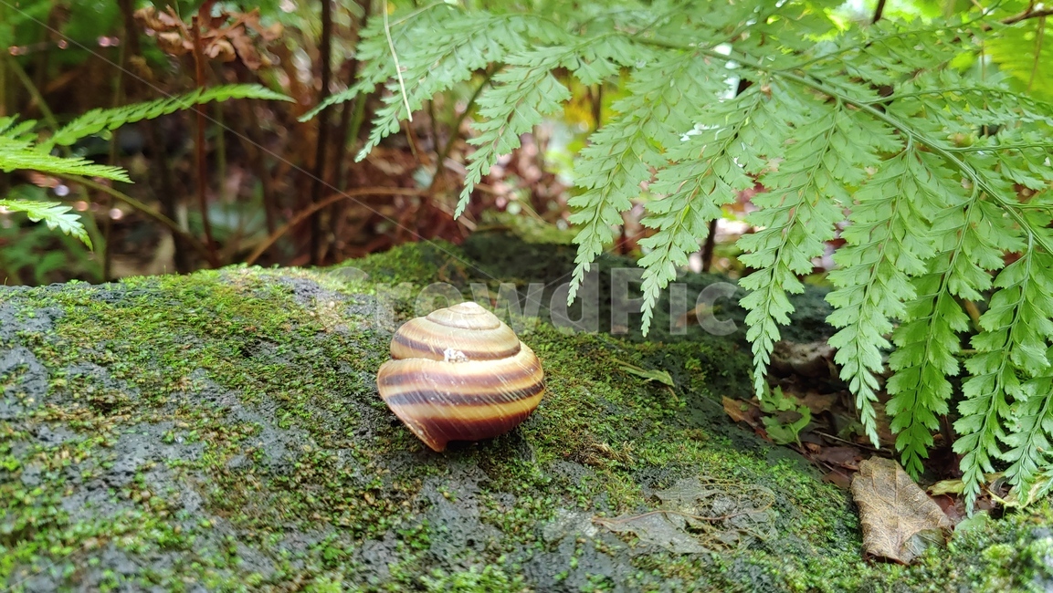 달팽이,연체동물,snail,greatsnail,caracol,자연,nature,forest,숲생태,동물,animal