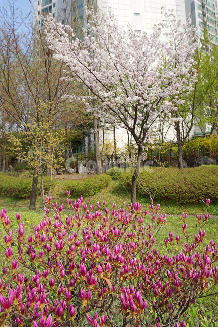 봄,벚꽃,진달래,개나리,산수유,봄꽃,봄꽃들,다함께,봄꽃모임,이상기온,벚나무,흰벚꽃,벚꽃나무,잔디,흰색,초록,분홍,꽃봉오리,핑크,핫핑크,노랑,산수유나무,나무,꽃,자연,풍경,배경,spring,cherryblossom,azalea,koreanrosebay,forsythia,corneliancherrytree,corniflower,flower,봄풍경,landscape,white,pink,yellow,green,grass,springflower,bud,buds,sakura,봄,계절,spring,season,식물,자연,plants,nature,나무,trees,wood,plant,blossom