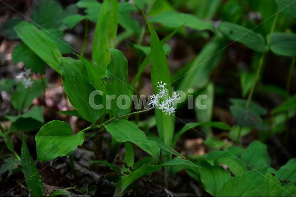 풀솜대,야생화,꽃,식물,자연,생태,플라워,flower,plants,nature,식물,자연,plants,nature,꽃,flower