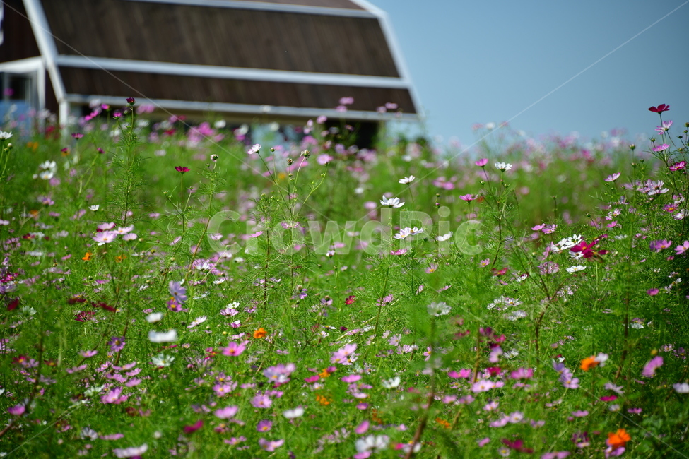 코스모스,꽃,가을,식물,자연,plant,flower,식물,자연,plants,nature,꽃,flower