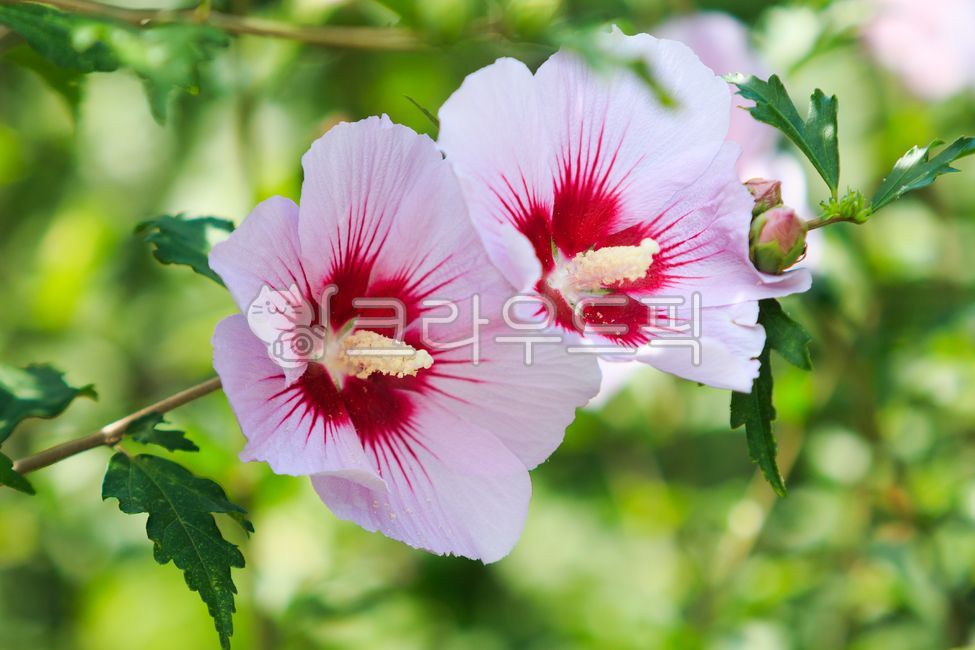 무궁화,꽃,무궁화꽃,식물,녹색의,flower,blossom,plant