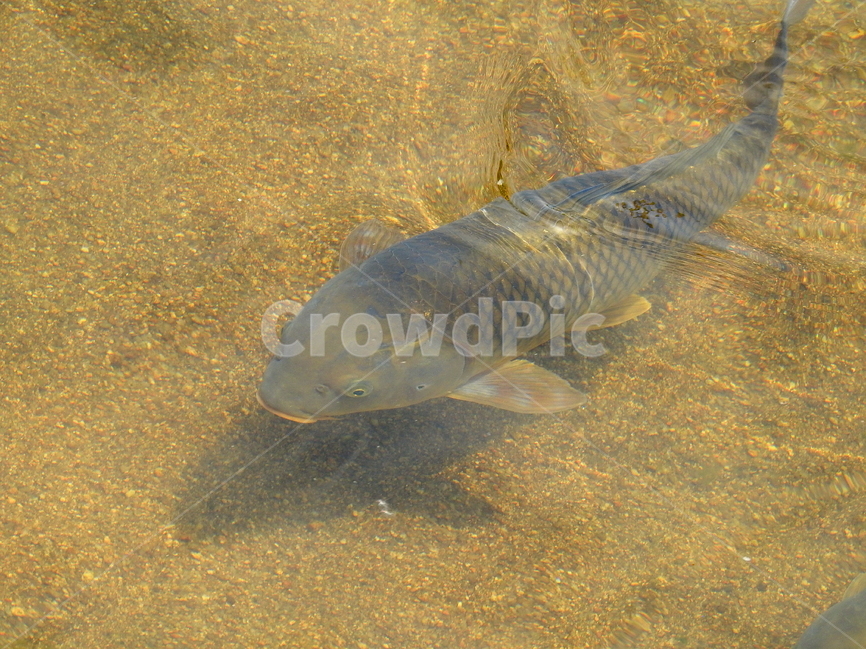 강,호수,동물,물고기,물,동물,animal,어류,물고기,fish