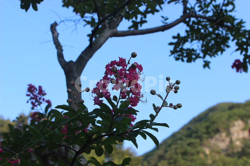 자연,풍경,나무,산,green,꽃,flower,tree,sky,감성,분위기