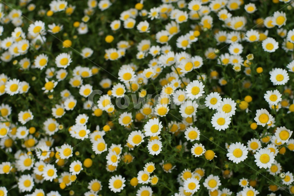 자연,꽃,꽃밭,화단,꽃송이,식물,자연,plants,nature,꽃,flower
