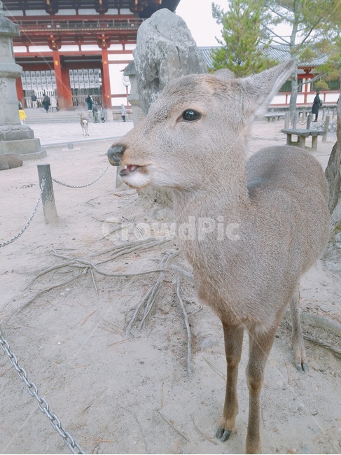사슴,동물,귀여운,힐링,사슴공원,일본,공원,동물,animal,포유류,mammal