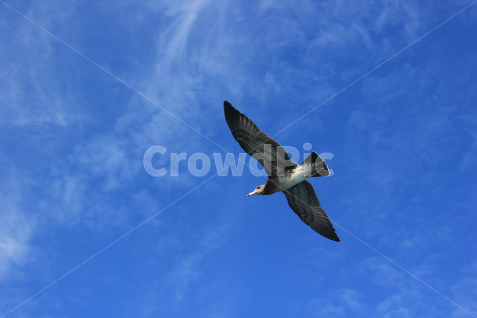 갈매기,새,조류,날개,비행,하늘,seagull,bird,wings,사냥,hunt,sky,시원함,파란색,blue,청명,깃털