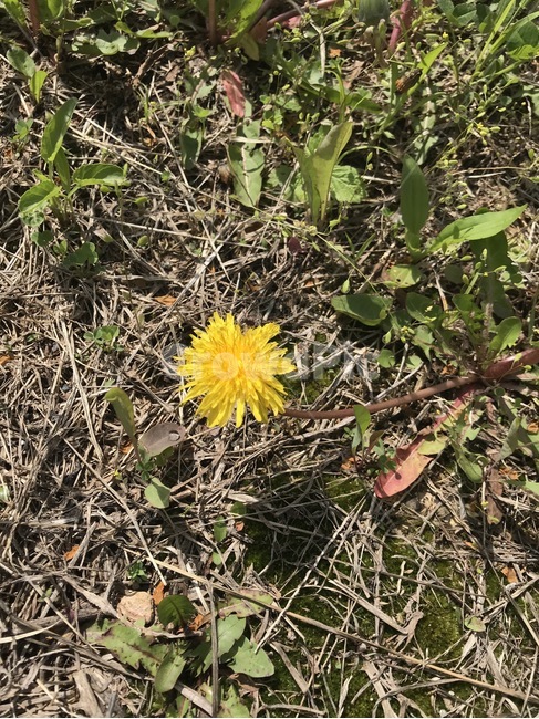 봄,민들레,민들레꽃,꽃,노란꽃,노랑,식물,자연,plants,nature,꽃,flower