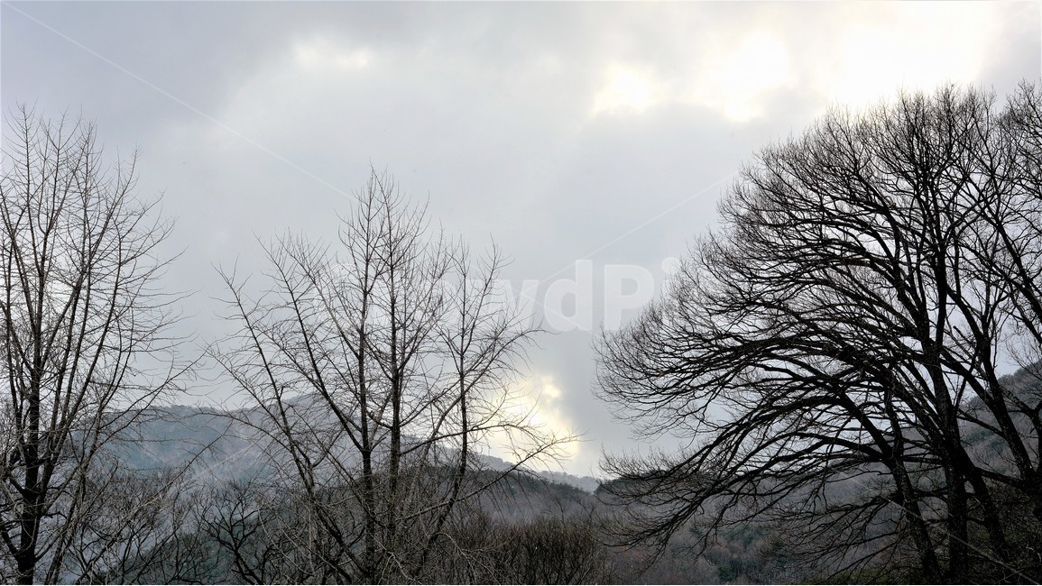 경치,자연,나무,하늘,구름,자연,풍경,nature,landscape,식물,plants,나무,trees,wood,weather,날씨,outdoors,옥외,tree,plant